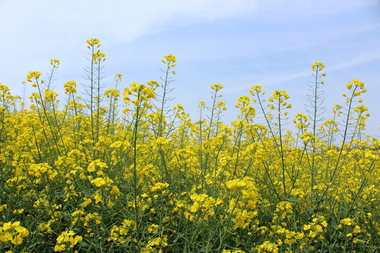 油菜花 花 背景 春天 黃花