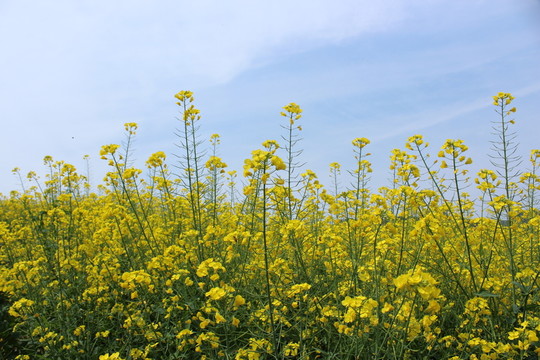 油菜花 花 背景 春天 黃花