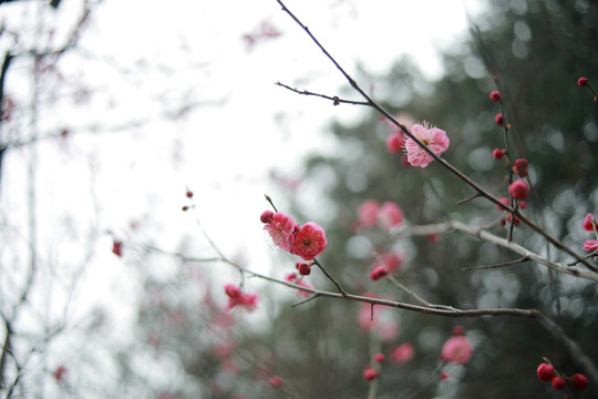 梅花