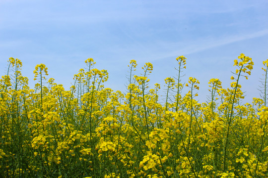 油菜花 花 背景 春天 黃花