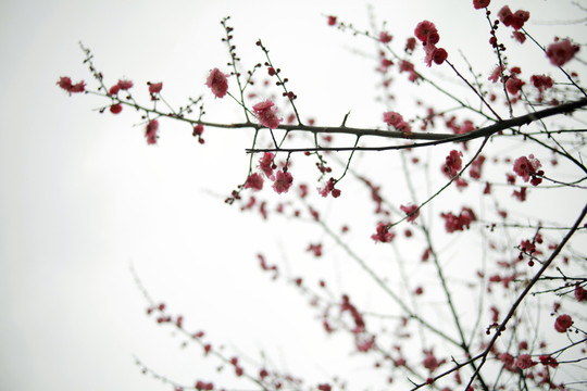 梅花