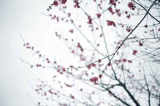 梅花