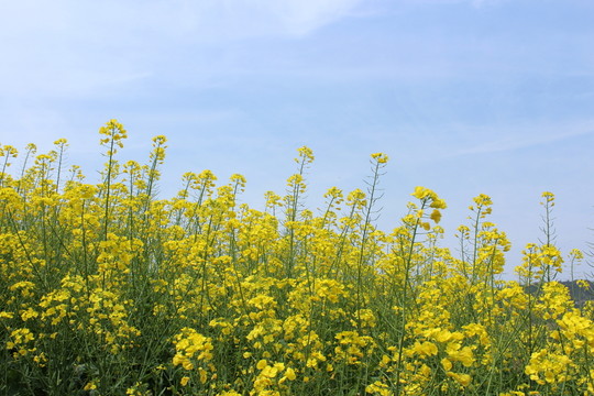 油菜花 花 背景 春天 黃花