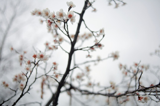 梅花