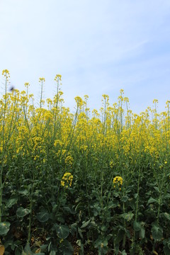 油菜花 花 背景 春天 黃花