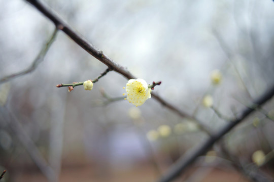 梅花