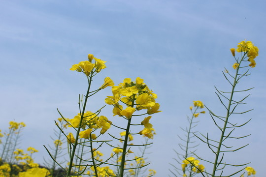 油菜花 花 背景 春天 藍天