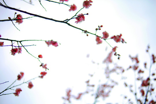 紅梅