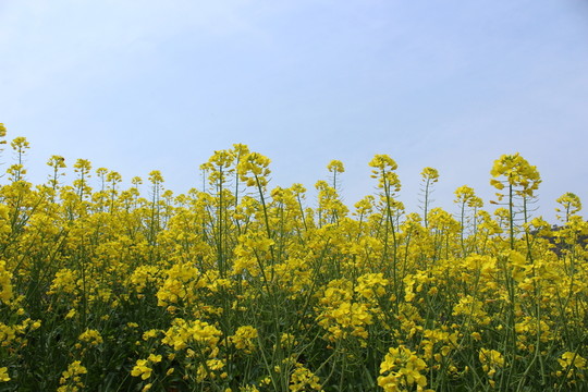 油菜花 花 背景 春天 黃花