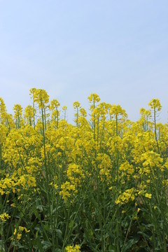 油菜花 花 背景 春天 黃花