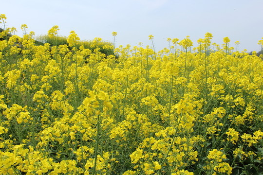 油菜花 花 背景 春天 黃花