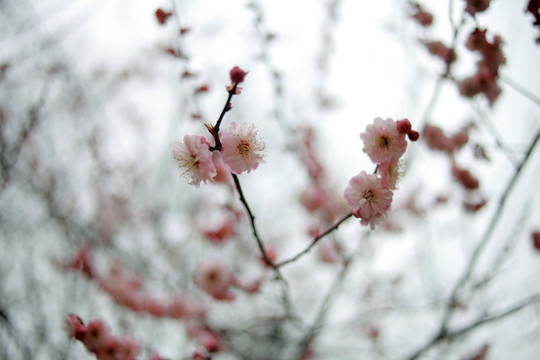 梅花