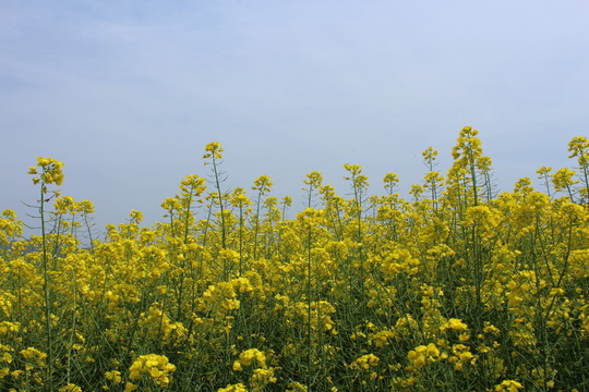 油菜花 花 背景 春天 黃花