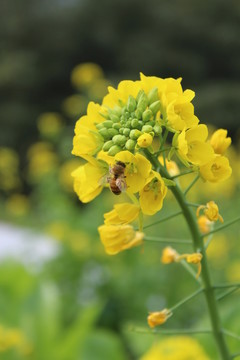 油菜花 花 背景 春天 黃花