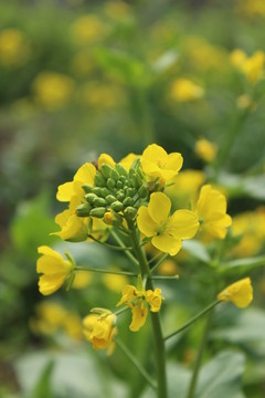 油菜花 花 背景 春天 黃花