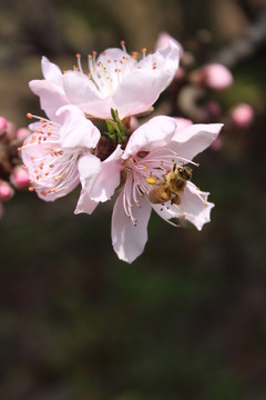 桃花 花朵 桃樹(shù) 春天 蜜蜂