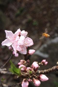 桃花 花朵 桃樹 春天 蜜蜂