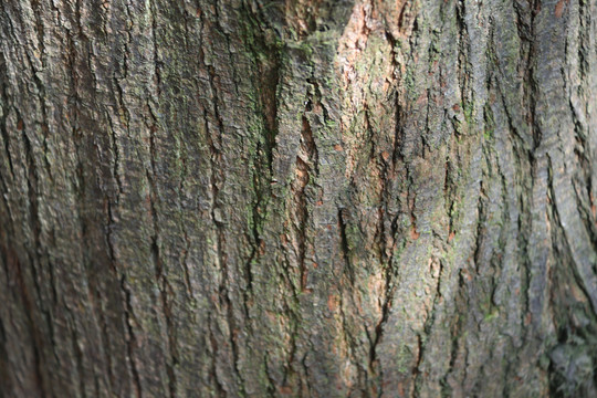 樹(shù)皮