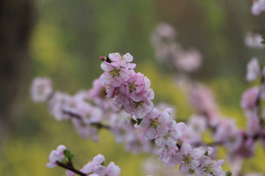桃花 迎春花背景