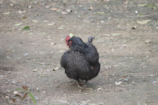 烏雞