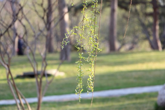 柳樹 春天 背景