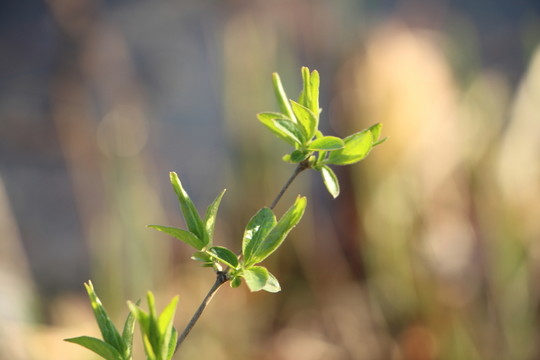 樹葉 小草 自然 季節(jié) 戶外