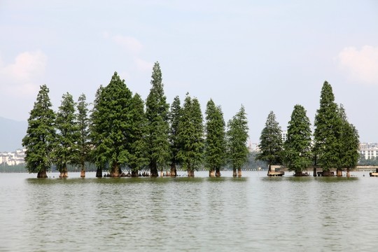 肇慶七星巖濕地公園水杉樹