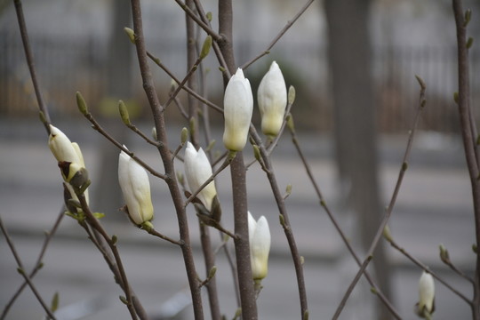 玉蘭花