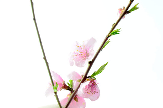 桃花枝