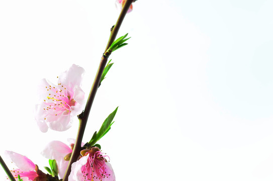 桃花枝