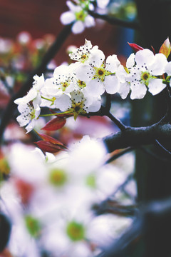 梨花