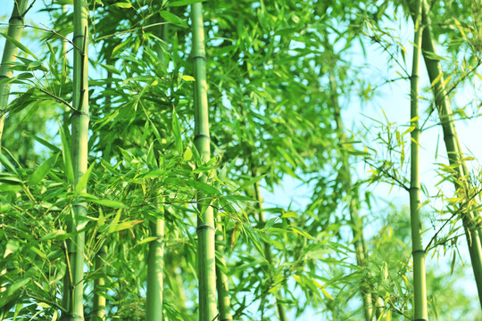 竹子  竹枝