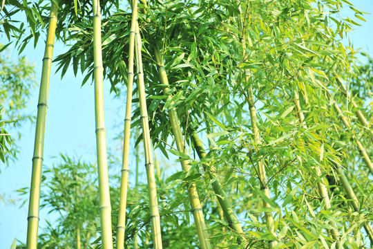 竹林  竹枝