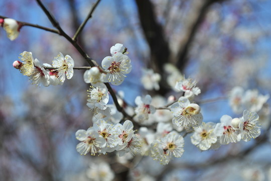 梅花