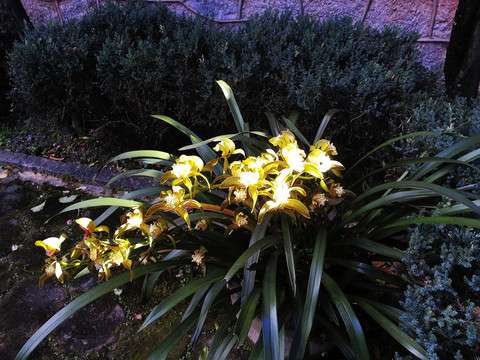 蘭花草