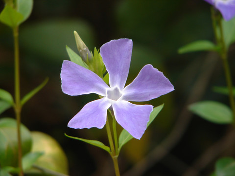 蔓長春花