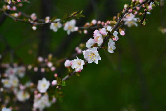 桃花