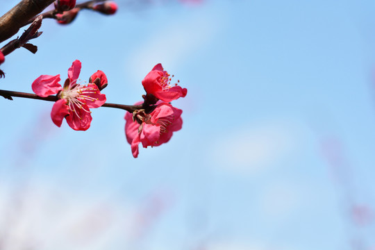 桃花