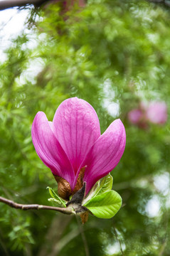 玉蘭花 廣玉蘭