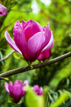 玉蘭花 廣玉蘭