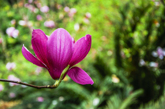 玉蘭花 廣玉蘭
