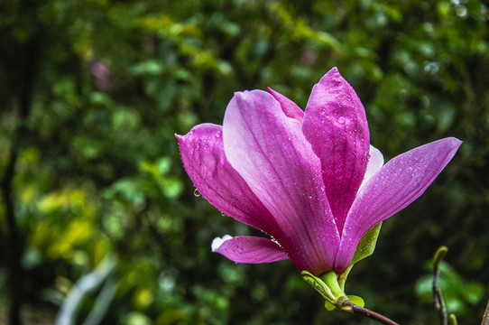 玉蘭花 廣玉蘭
