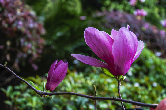 玉蘭花 廣玉蘭