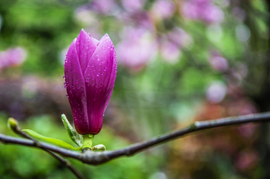 玉蘭花 廣玉蘭