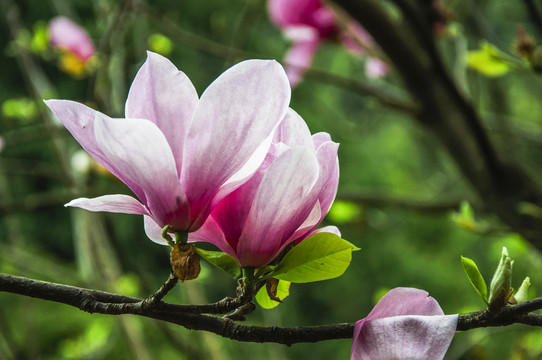 玉蘭花 廣玉蘭