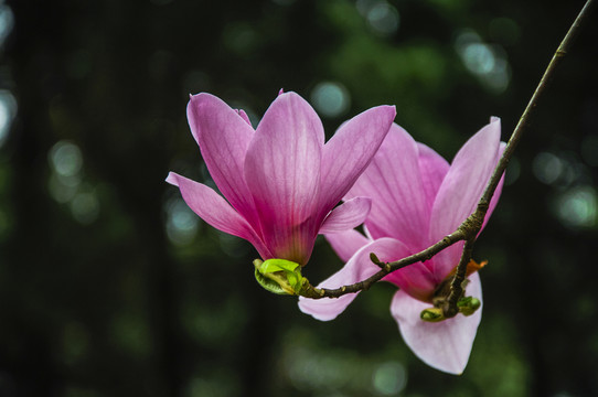 玉蘭花 廣玉蘭