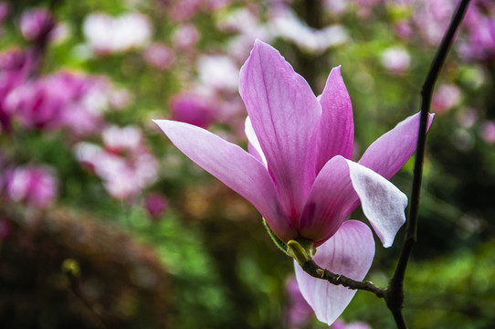 玉蘭花 廣玉蘭