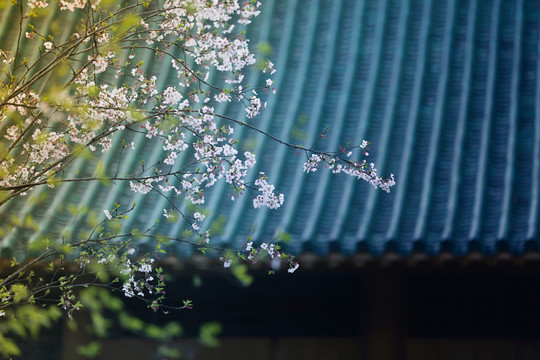 櫻花與建筑