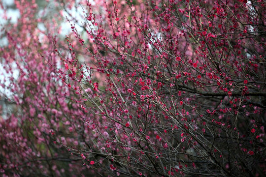 梅花 梅花樹 早春