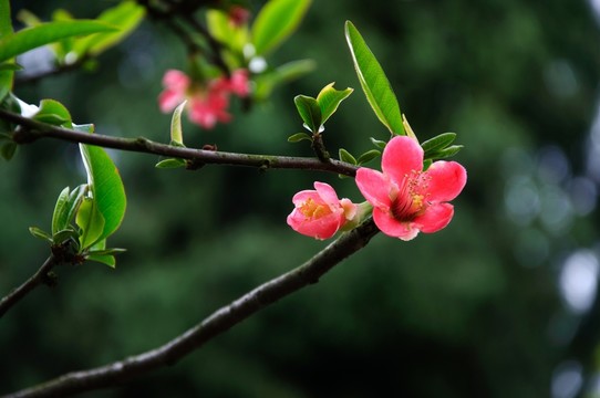 小葉海棠
